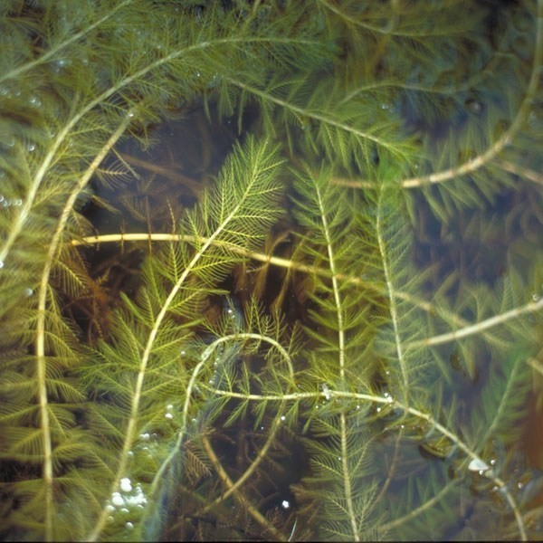 Cây Rong xương cá. Myriophyllum spicatum L. - Cây Thuốc Nam Quanh Ta